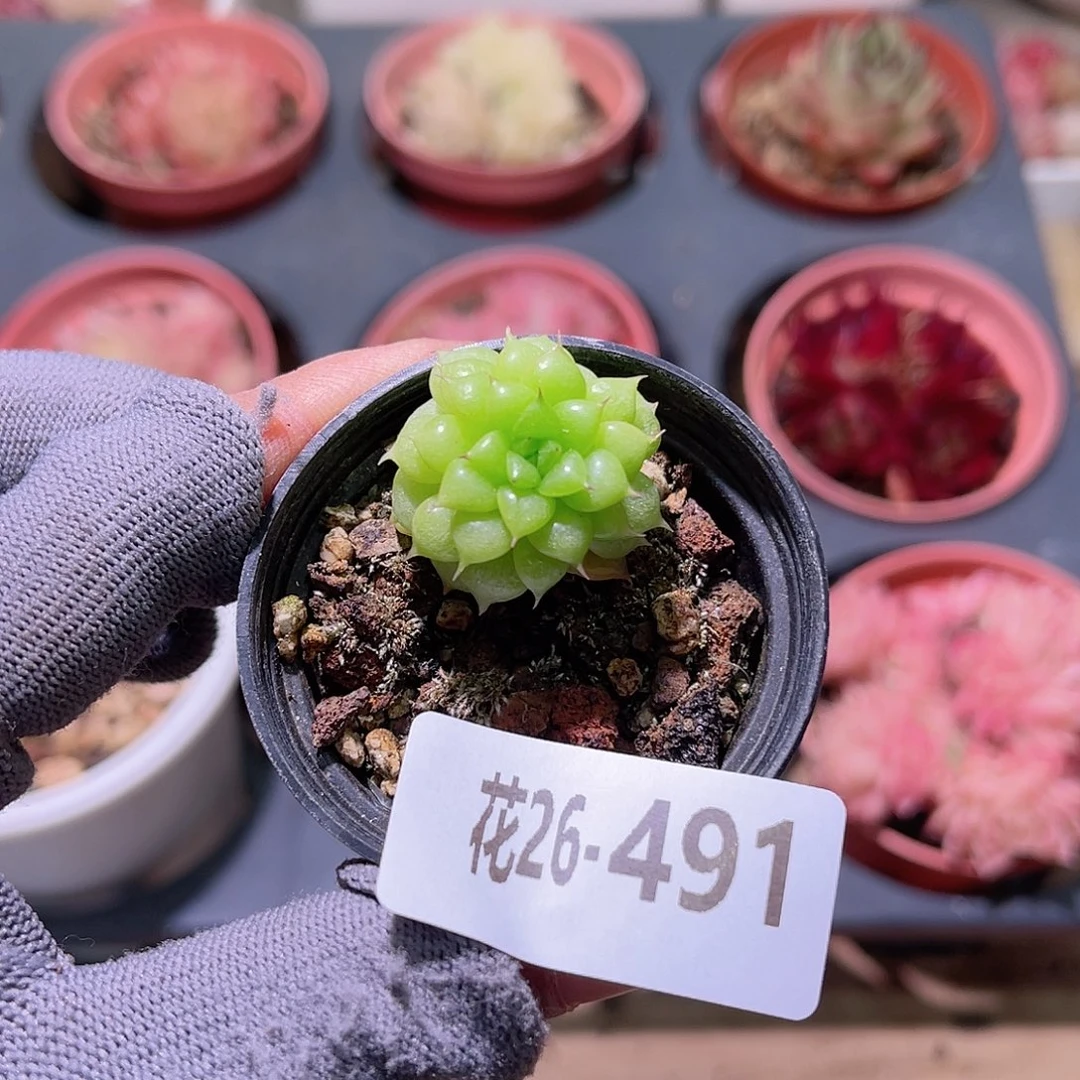 花26-491绿水鬼单头