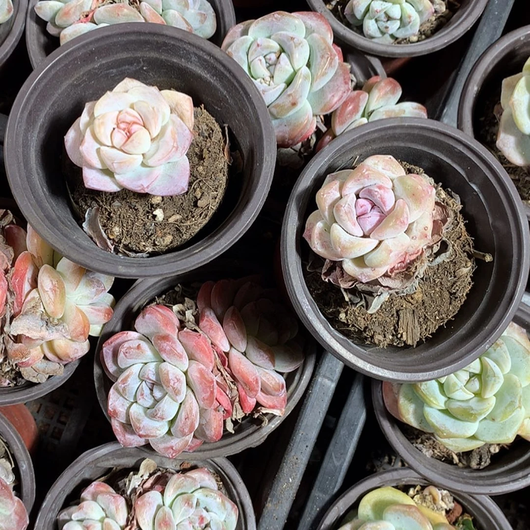 小多肉植物哈哈哈哈