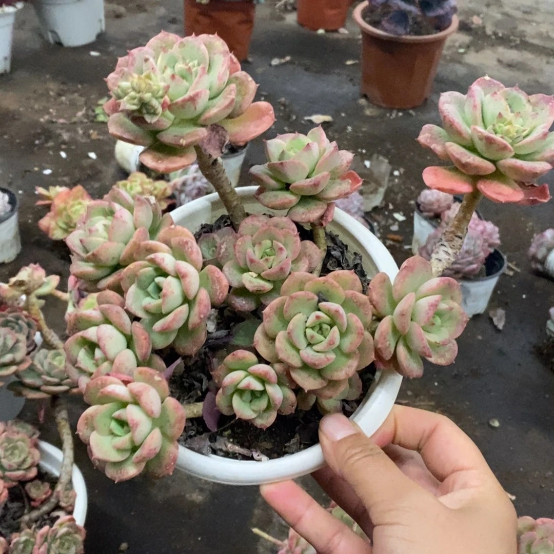 妮可莎娜玫瑰大盆
