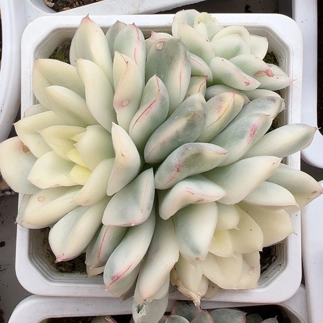 雪鸢锦群生多肉植物