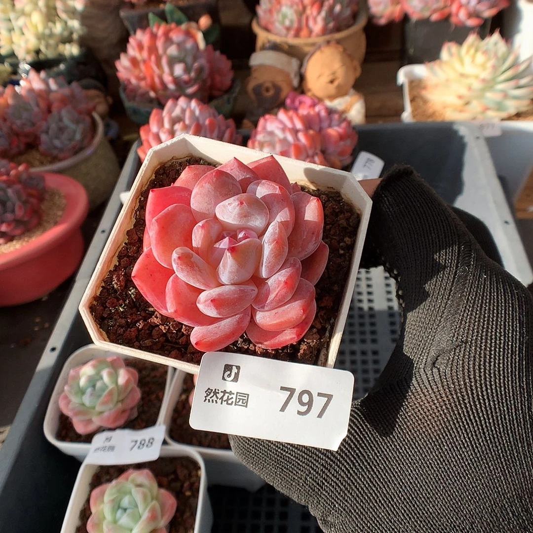 797雪天使多肉植物66666