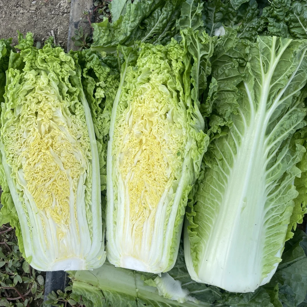 津旗2号白菜开锅烂 买5斤送5斤到手10斤 黄心白菜 时令蔬菜 现摘现发次日达