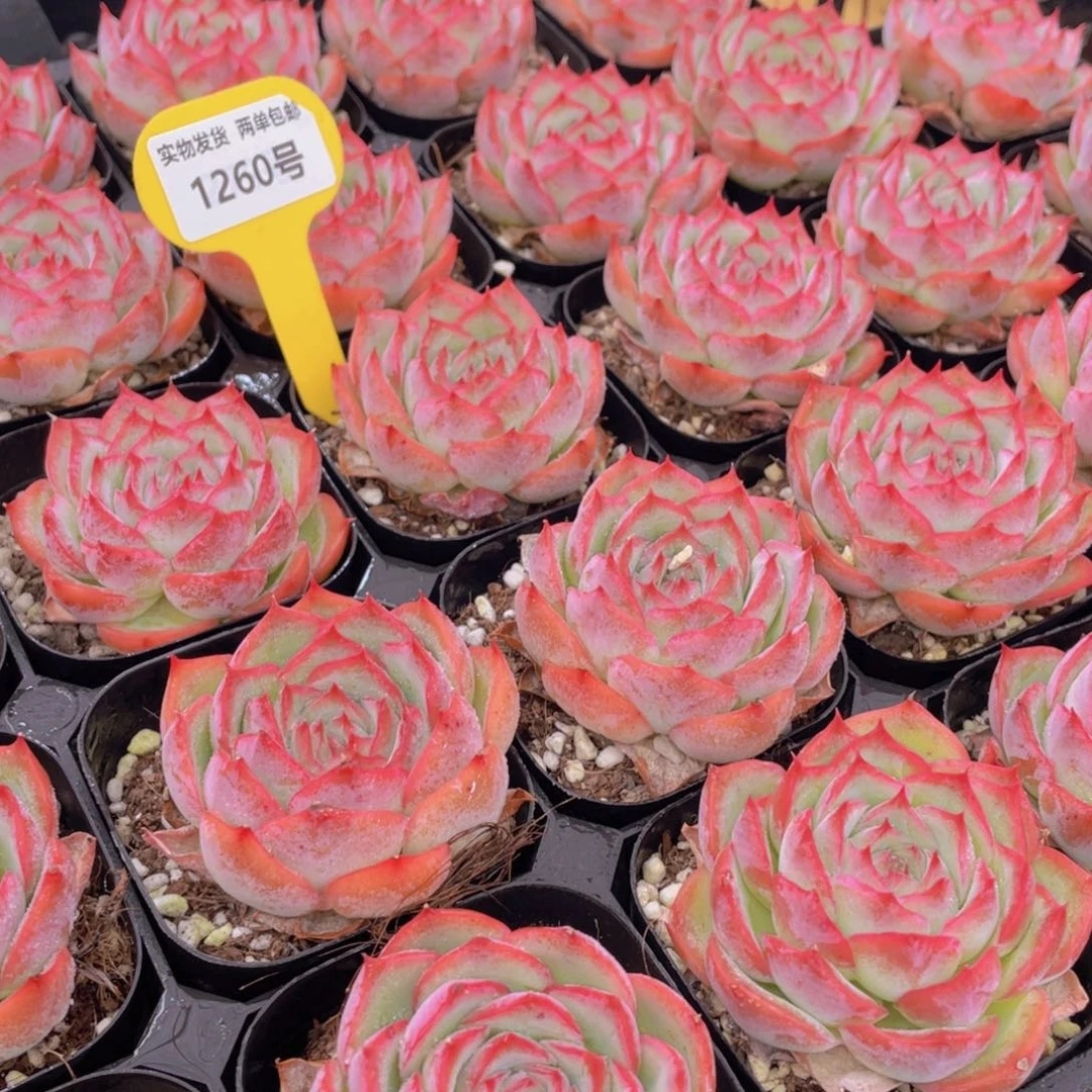 1260号 玫瑰花粉侧影单头一个