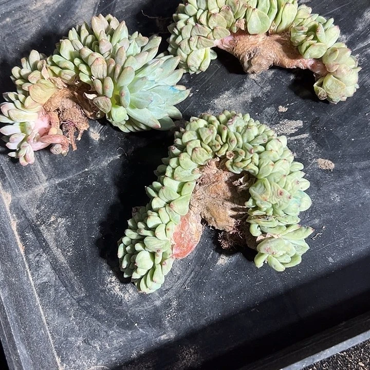 福利，正版爱丽儿缀化1颗