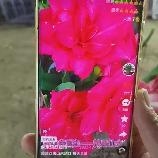 完全开放唐仙5-6来3颗