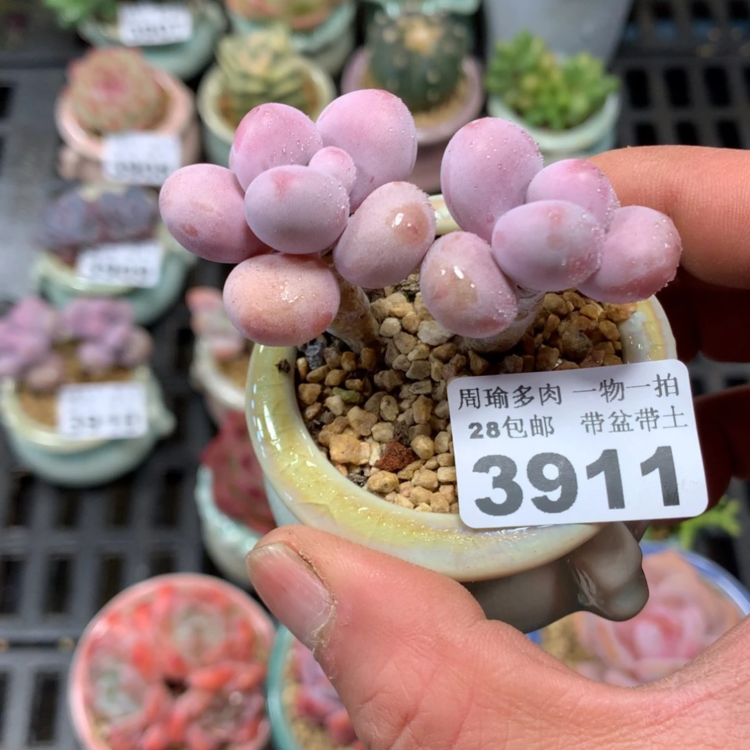 精控多肉植物3911