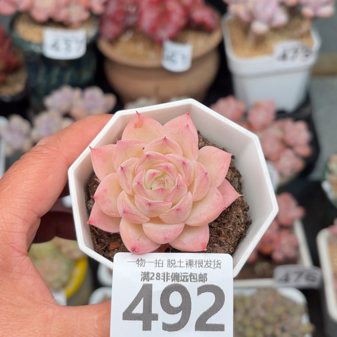 水晶玫瑰无盆土发货