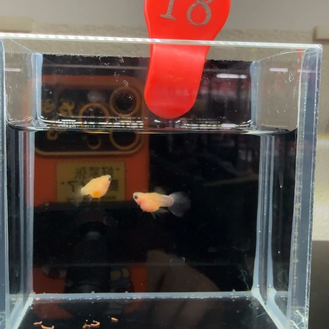 孔雀鱼玻璃猫孔雀鱼18