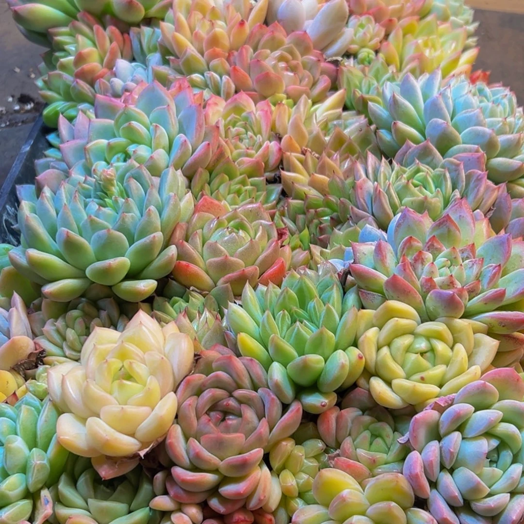 443多肉葡萄的味道是什么味道的