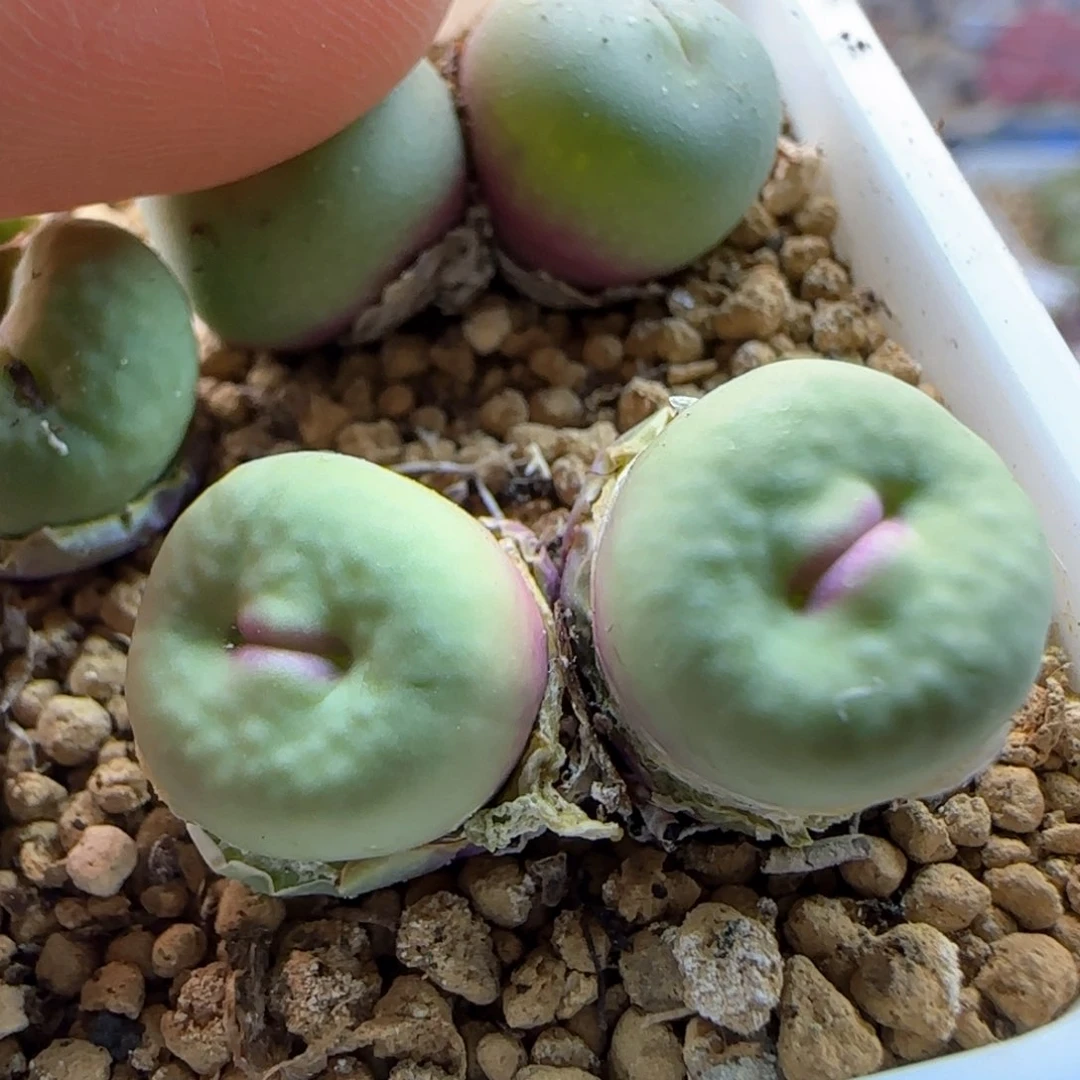 5117 大白多肉植物园