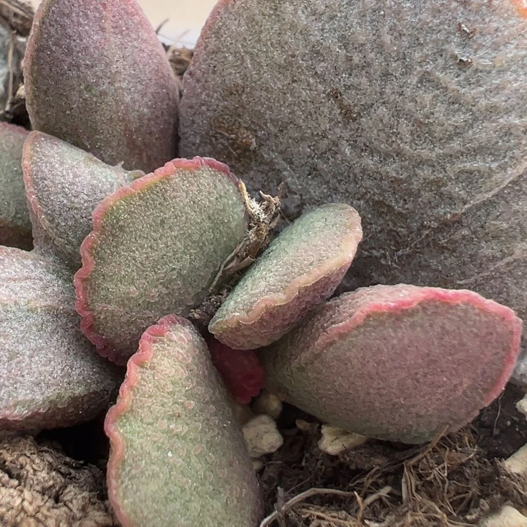 妖姬大苗多头多肉植物19