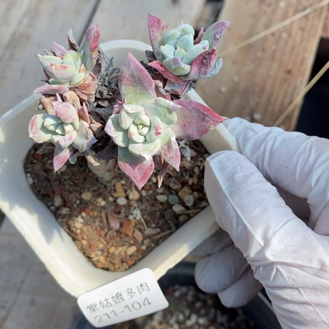 104号苹果叶小可爱