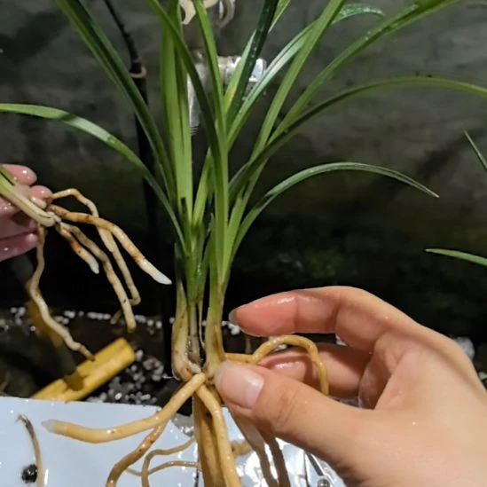 完全开放老种宋梅两个龙头苗