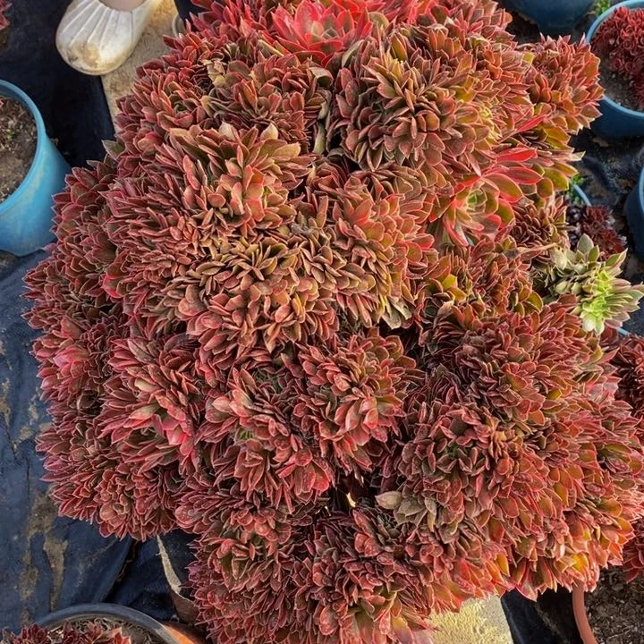 超大女神一颗多肉植物