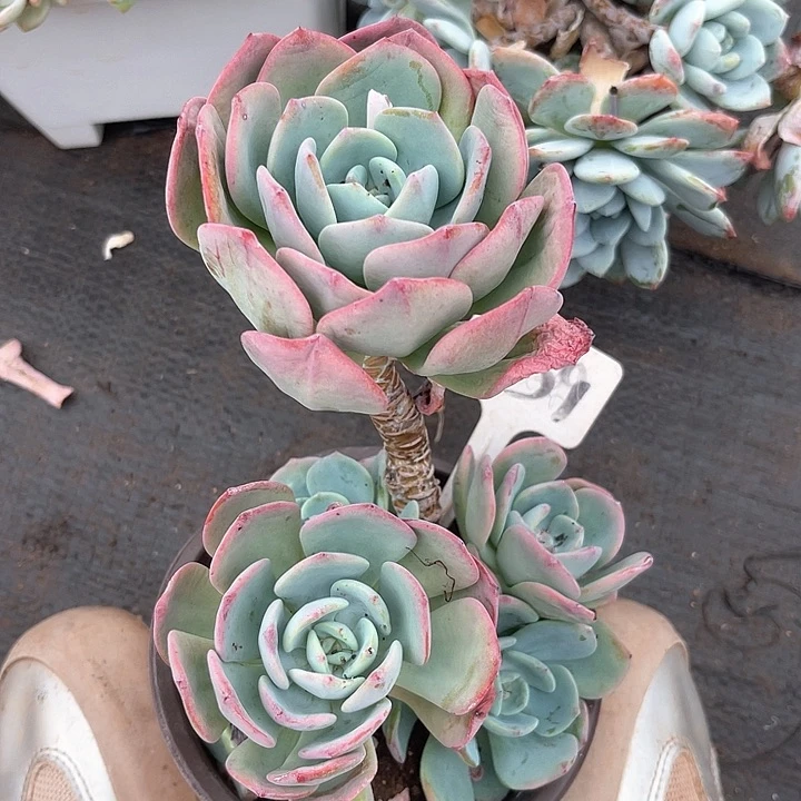 晨语多肉，一物一拍59