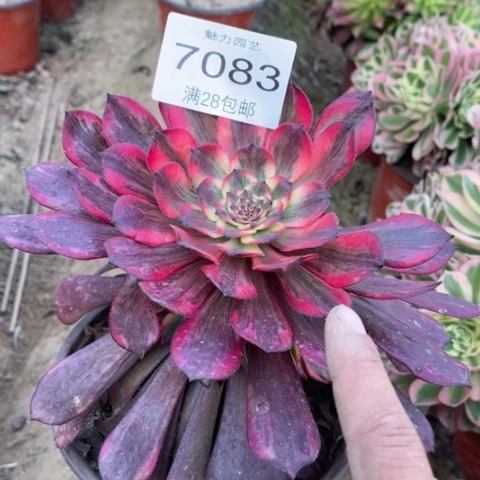 烟花多肉多肉7083