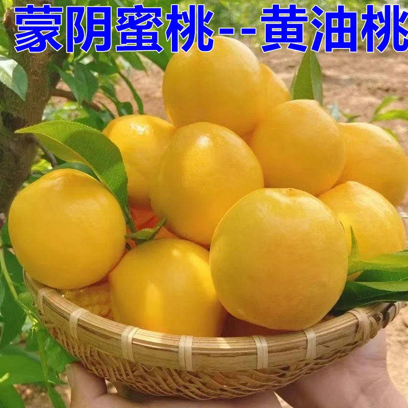 黄金油桃蒙阴蜜桃夏季现摘现发应季时令新鲜水果黄心黄肉桃子爆汁