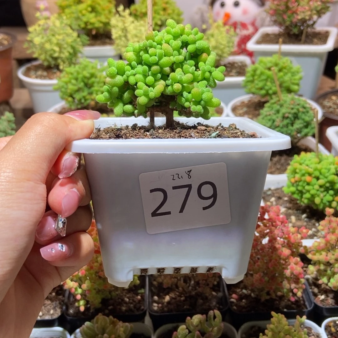 金桔带盆土发货一物一拍