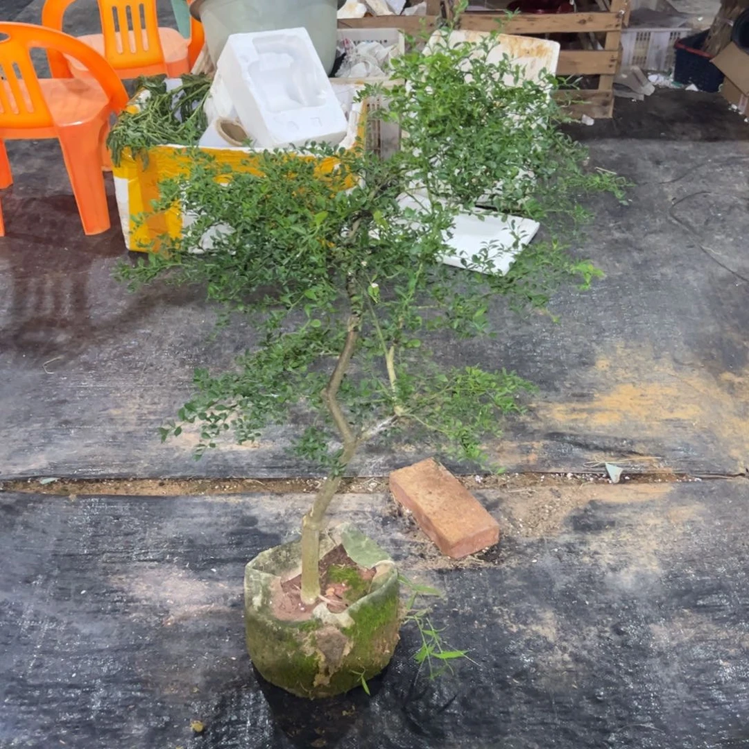 无花朵绿植盆栽植物花卉