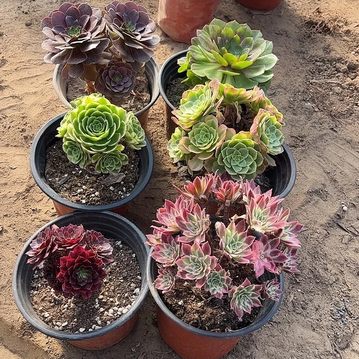 980多肉植物组合，