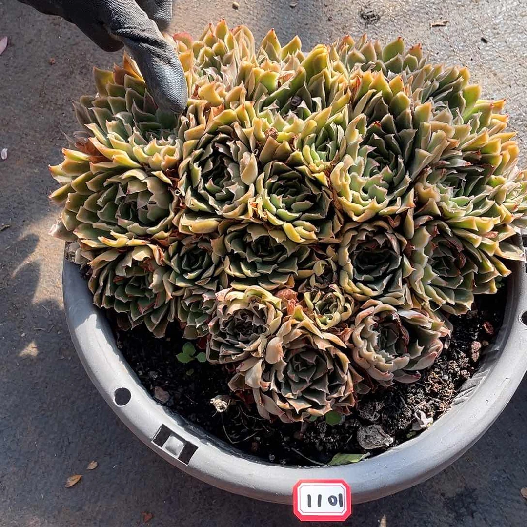 1101蝴蝶 一物一拍多肉