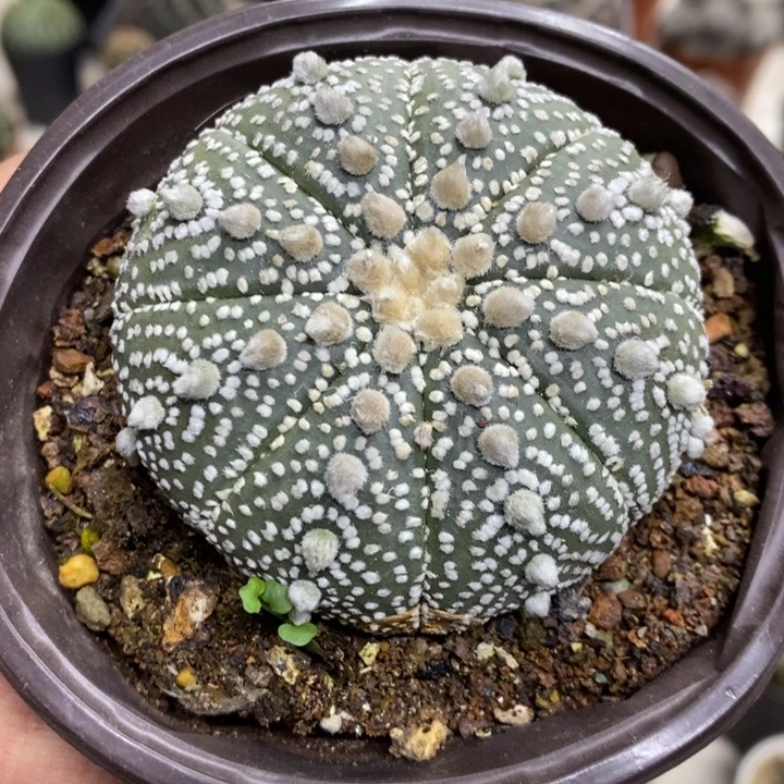 实生超兜带疤特价