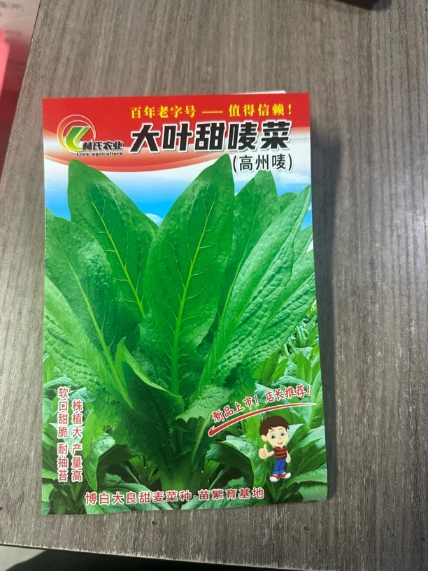 正宗高州甜麦菜大叶软嫩爽口花盆阳台大田四季种植