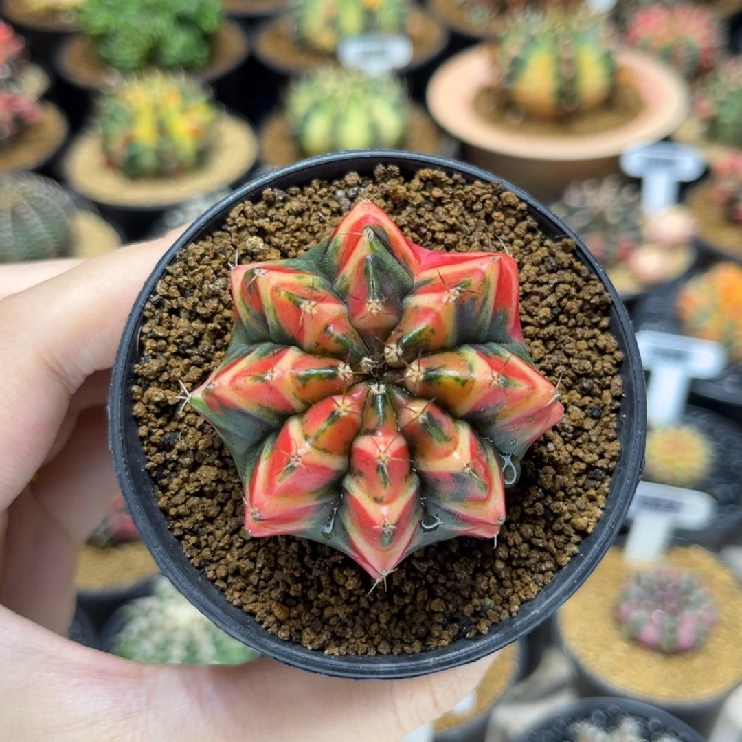 4.9cm泰系实生小精品