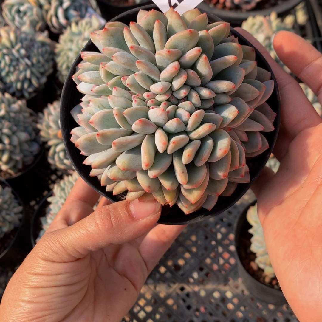 A****?22119缀嗯嗯嗯嗯希望