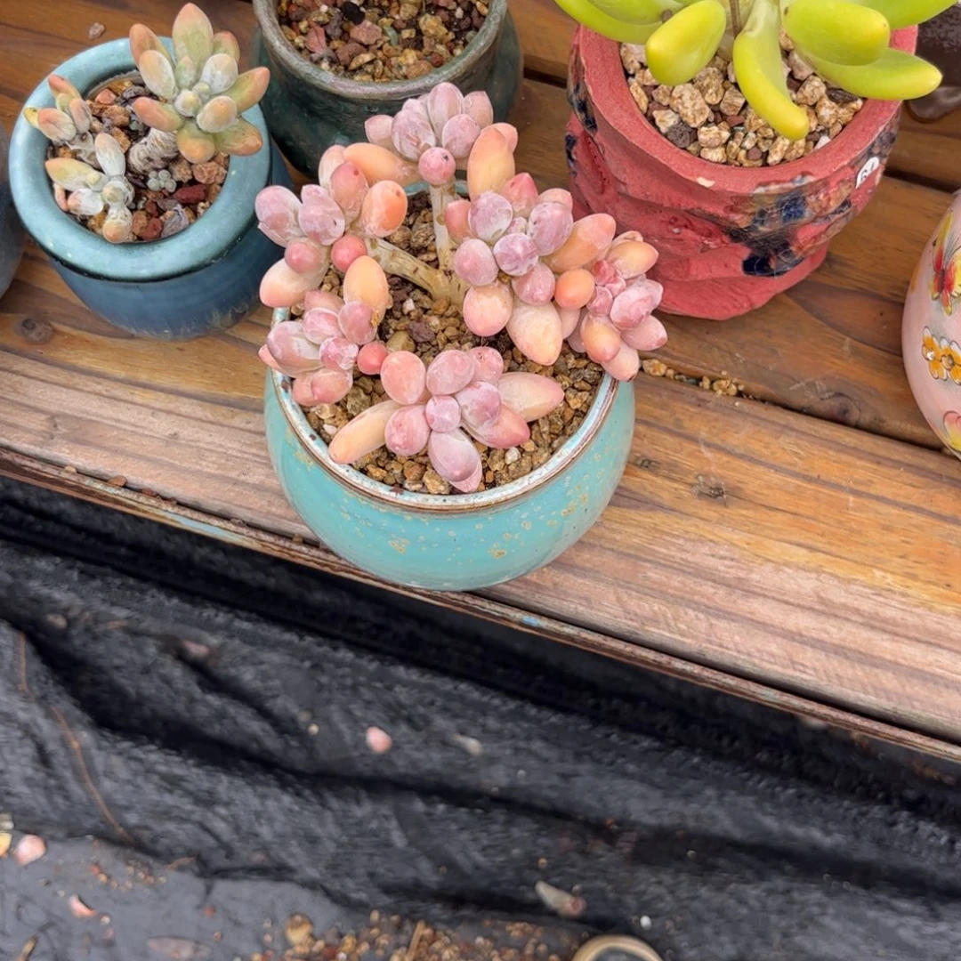 小***窝多肉植物香水手指111111