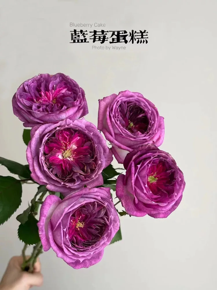 蓝莓蛋糕月季花苗阳台盆栽戴尔巴德浓香大花玫瑰蓝紫色花庭院植物
