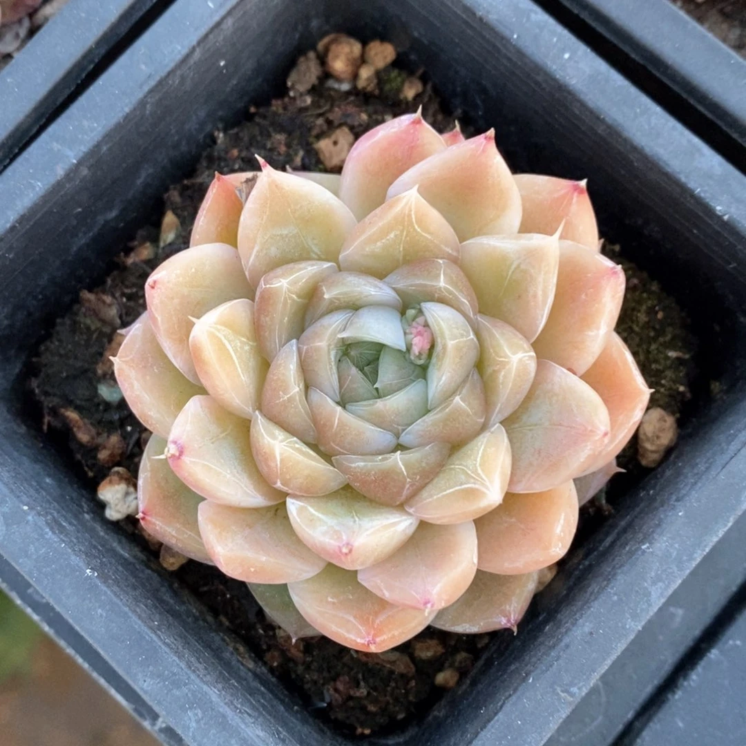 精品多肉一物一拍不包整112