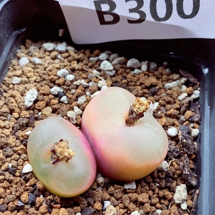 我的小姐姐们都是我300