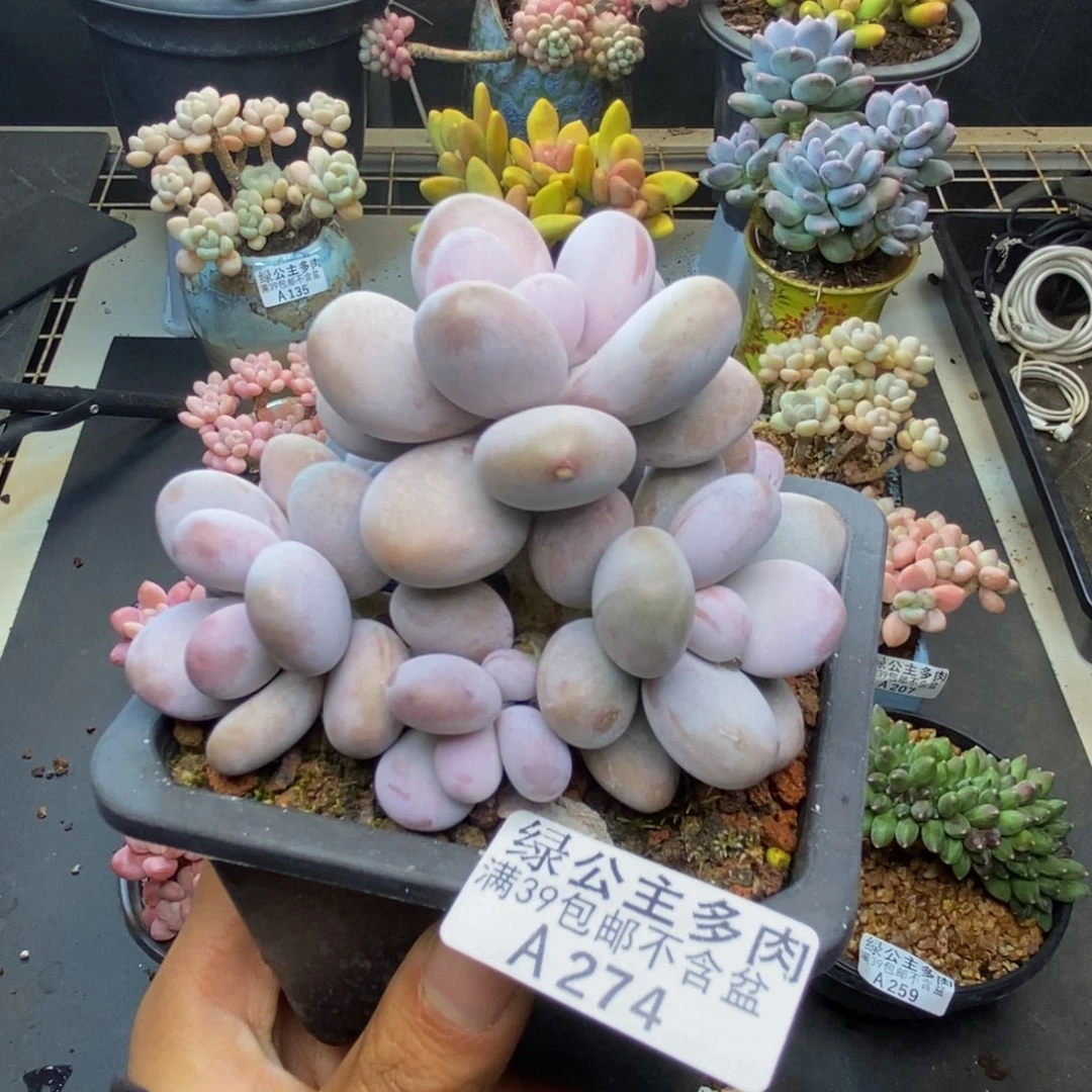 274水光针多肉8c m