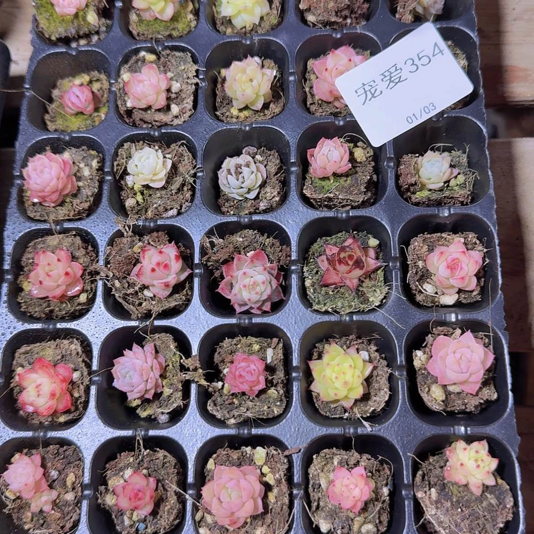 直播福利一物一拍354