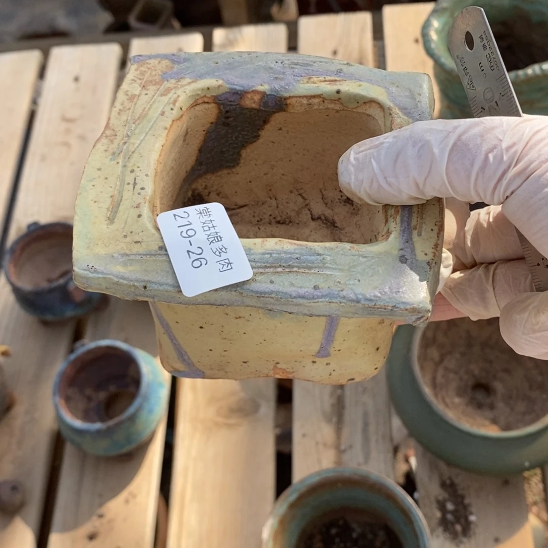 红陶彼*26号多肉盆一个呀