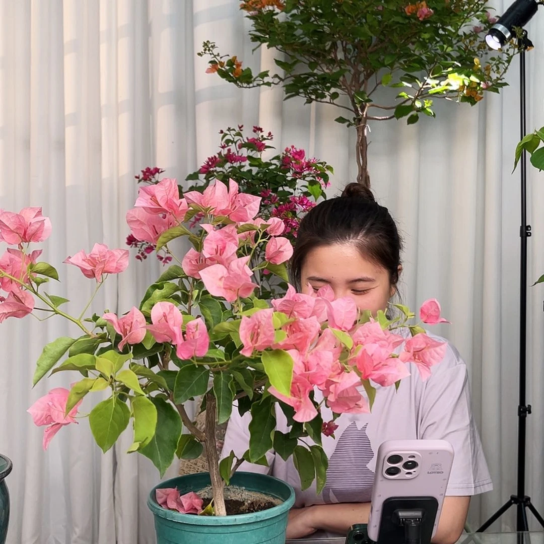 当前无花栽培后可以开花不甜西瓜中一颗