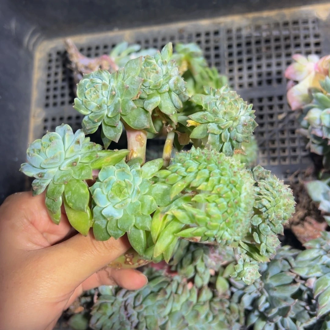 紫心山茶花黄粉心冰魄缀两颗