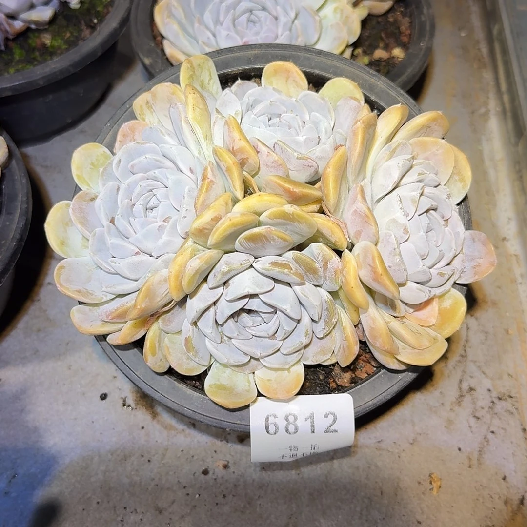 周***。6812号汉堡多肉群生