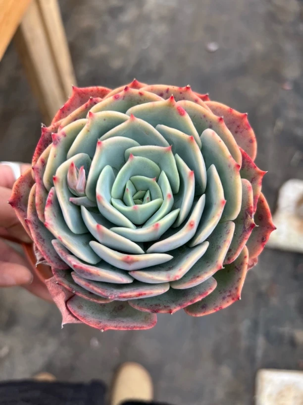 单头白雪公主多肉植物  全场满18.8包邮，偏远地区满128包邮