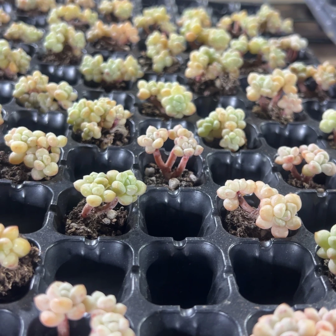 泡泡糖小群到手3颗 大小3cm 量拍多肉满18包邮