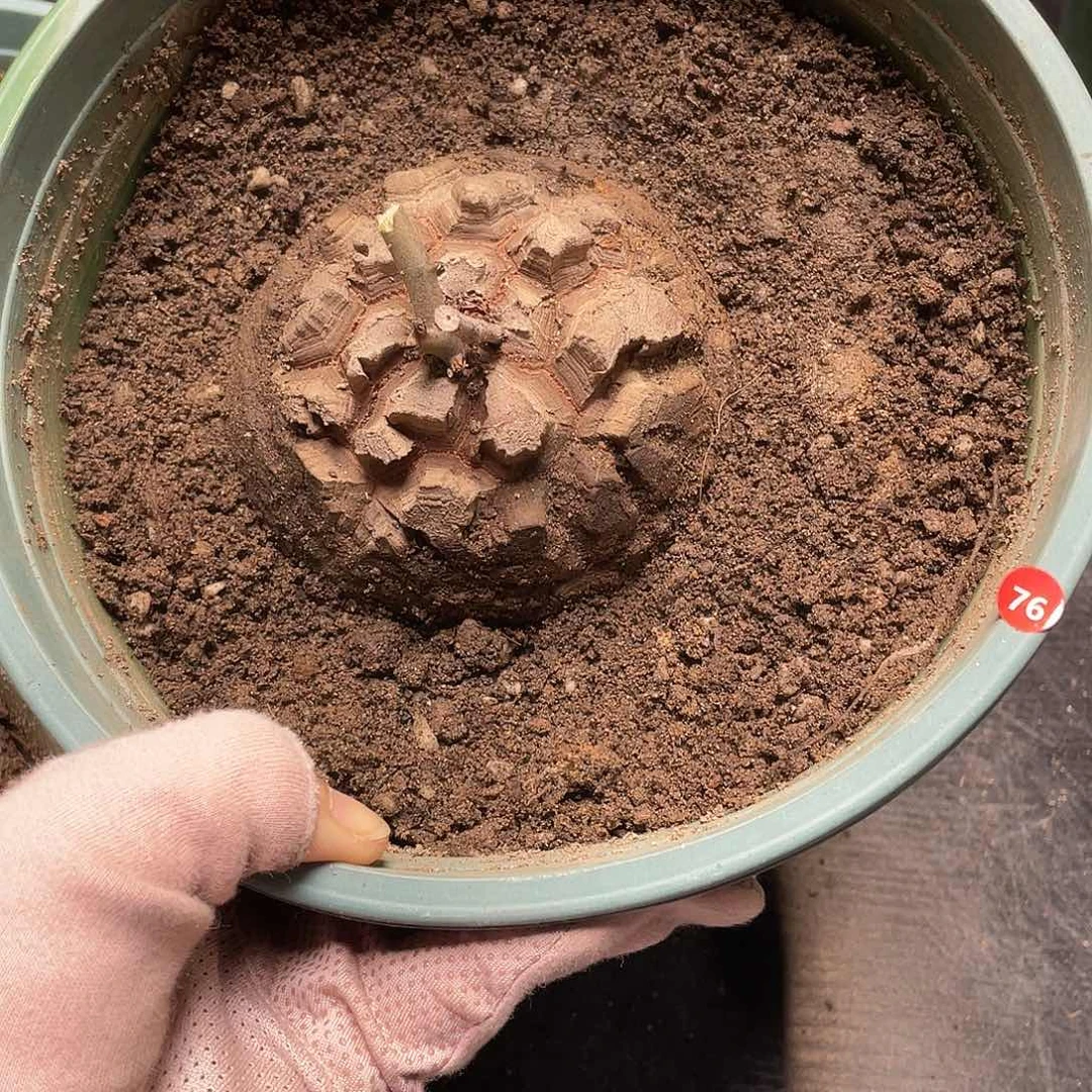 76号龟甲龙龟甲龙