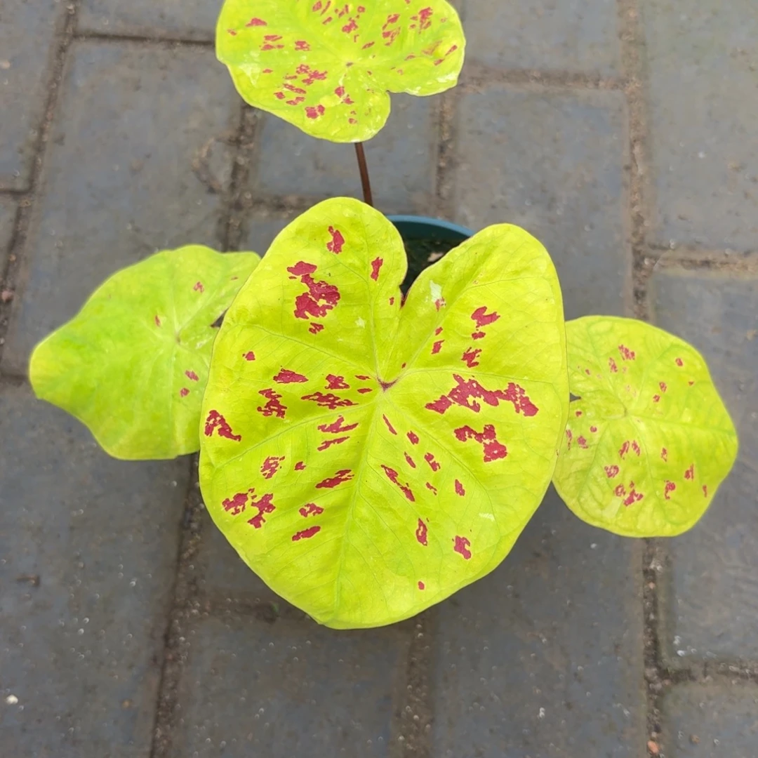 秋香泰国 57-1111