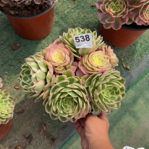 用***7538海王朵朵多肉，