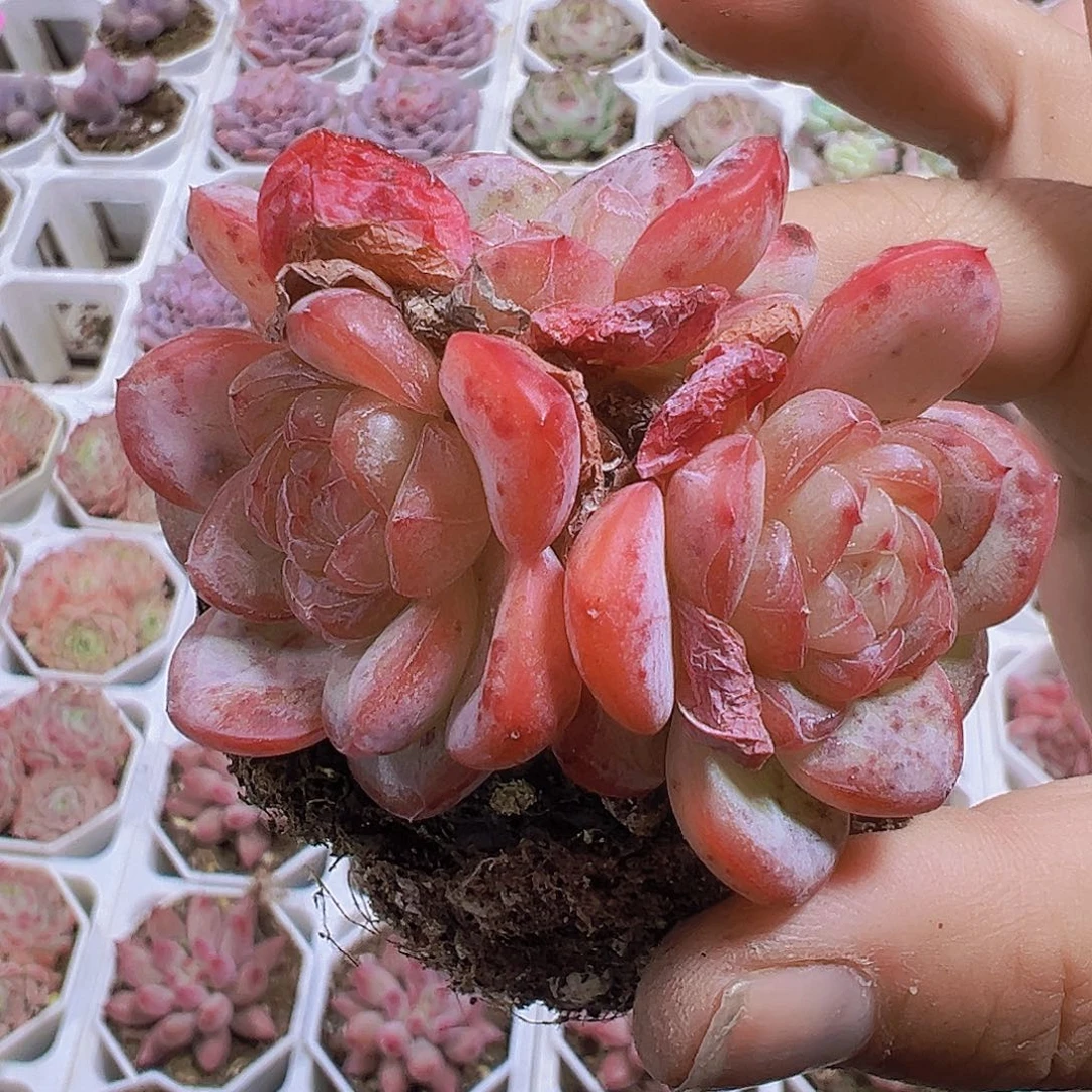 星星珍妮群19包邮多肉