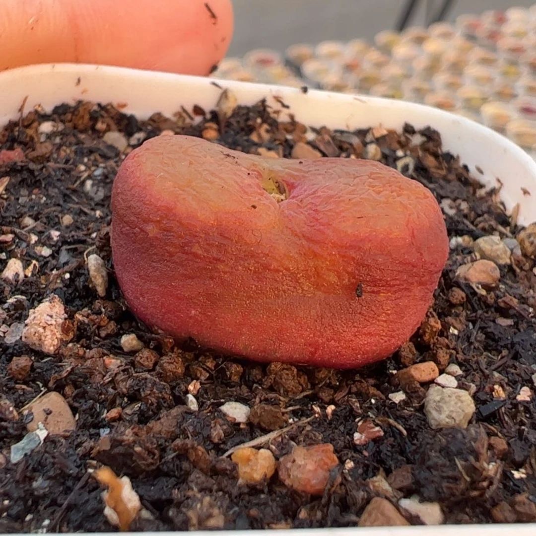 水蜜桃多肉植物百科