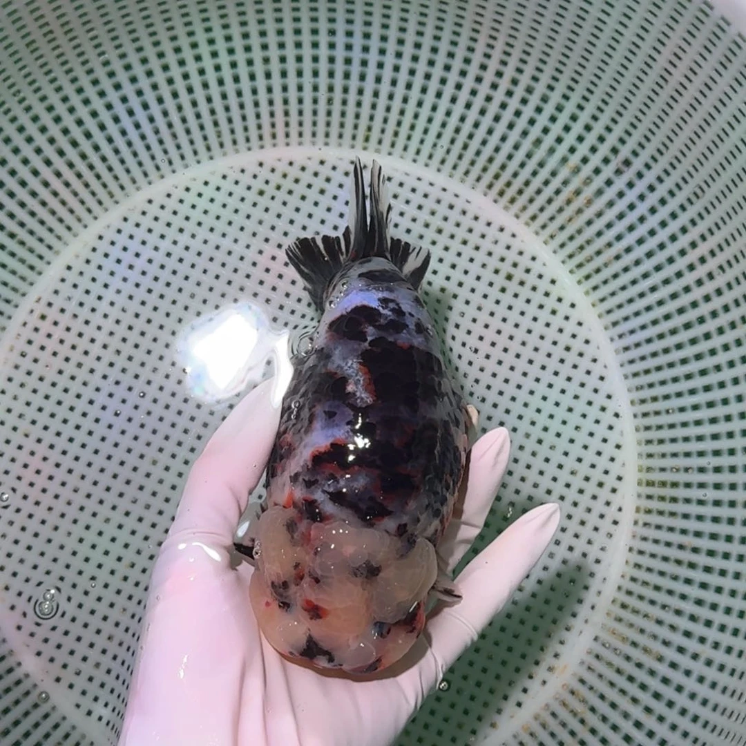 金鱼类不分公母17