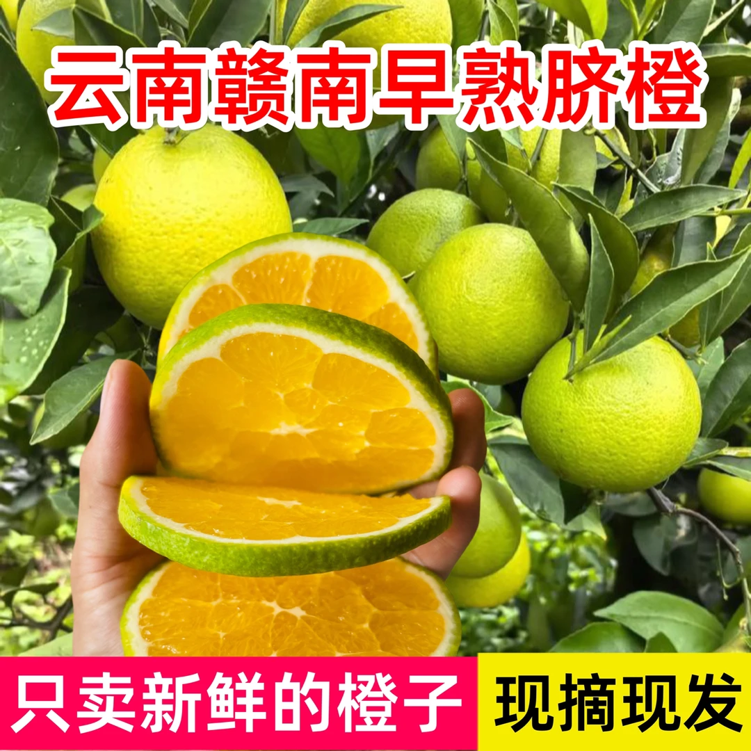 正宗云南哀牢山早熟新鲜脐橙应季水果皮薄无籽酸甜可口现摘现发