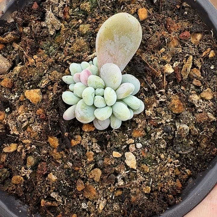 海妮亚 叶插 一物一拍