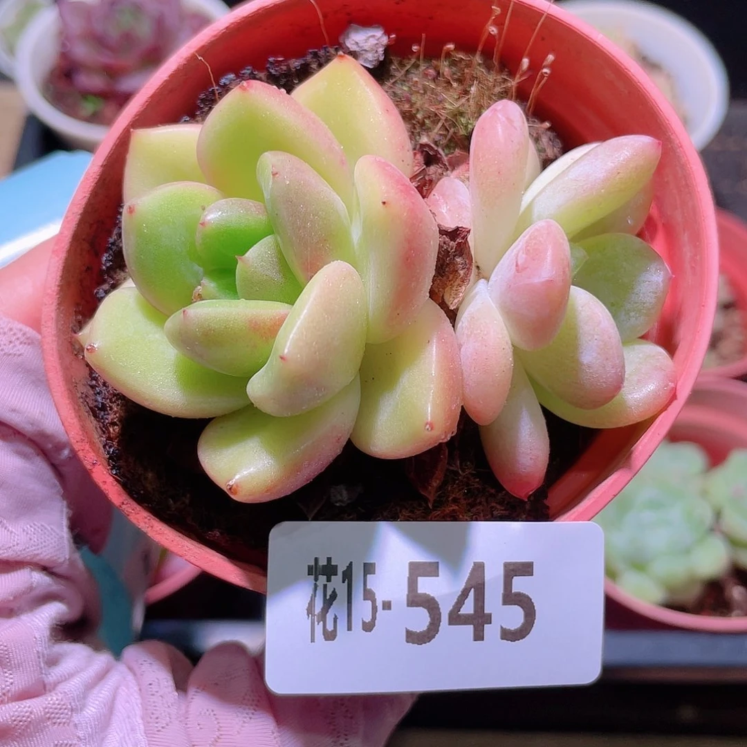 花利美15-545新品  散